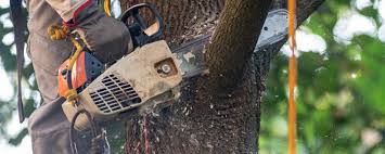 Best Tree Disease Treatment  in Freeport, TX