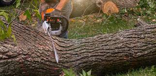 Best Tree Maintenance Programs  in Freeport, TX