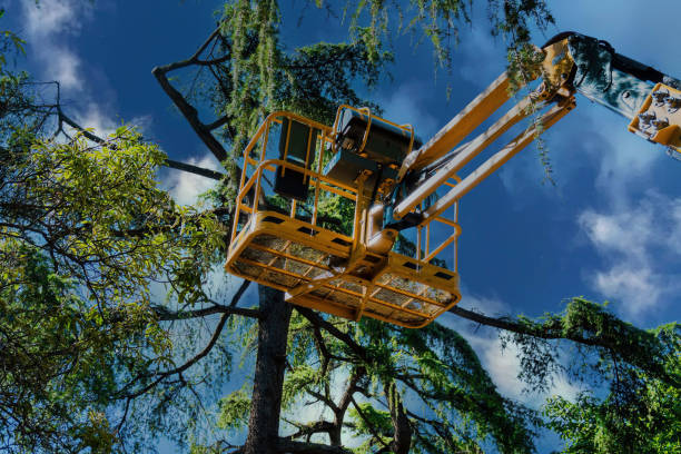 Best Tree Removal  in Freeport, TX