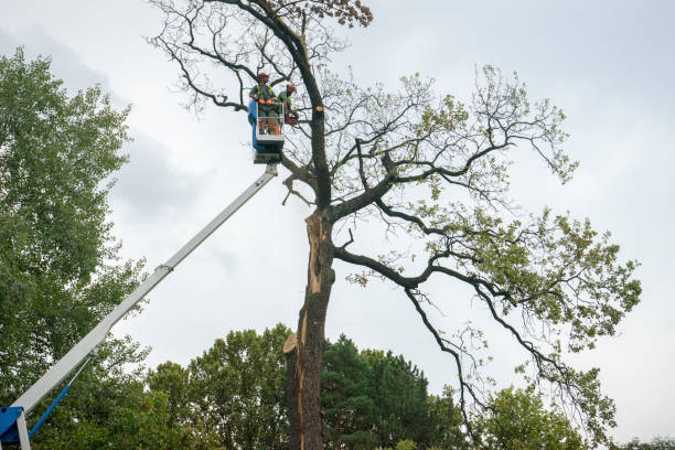 Best Storm Damage Tree Cleanup  in Freeport, TX