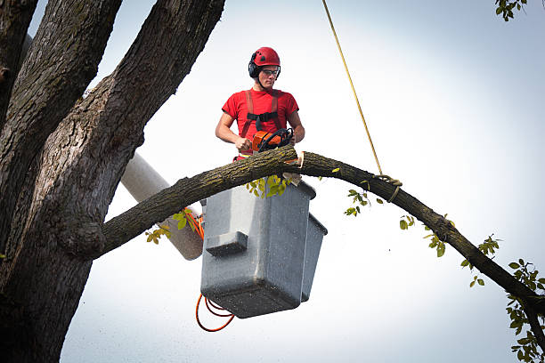 Best Emergency Tree Removal  in Freeport, TX